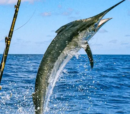 Sportfishing off the Guanacaste coast
