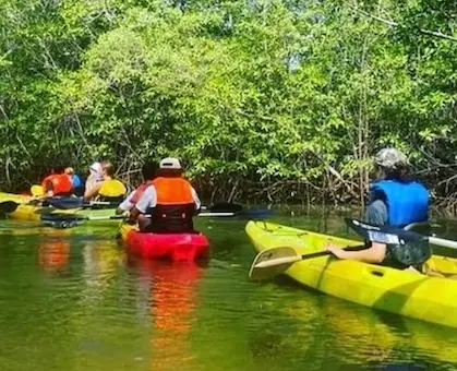 Kayaking in the mangroves near Playa Grande