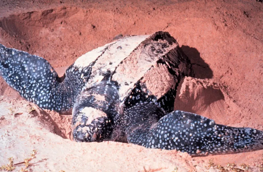 Leatherback turtle nesting at Las Baulas, Playa Grande