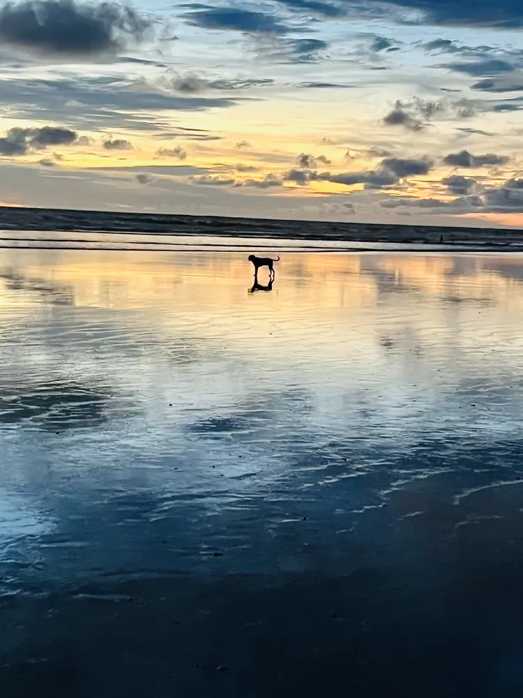 A dog on the wet sand at blue hour