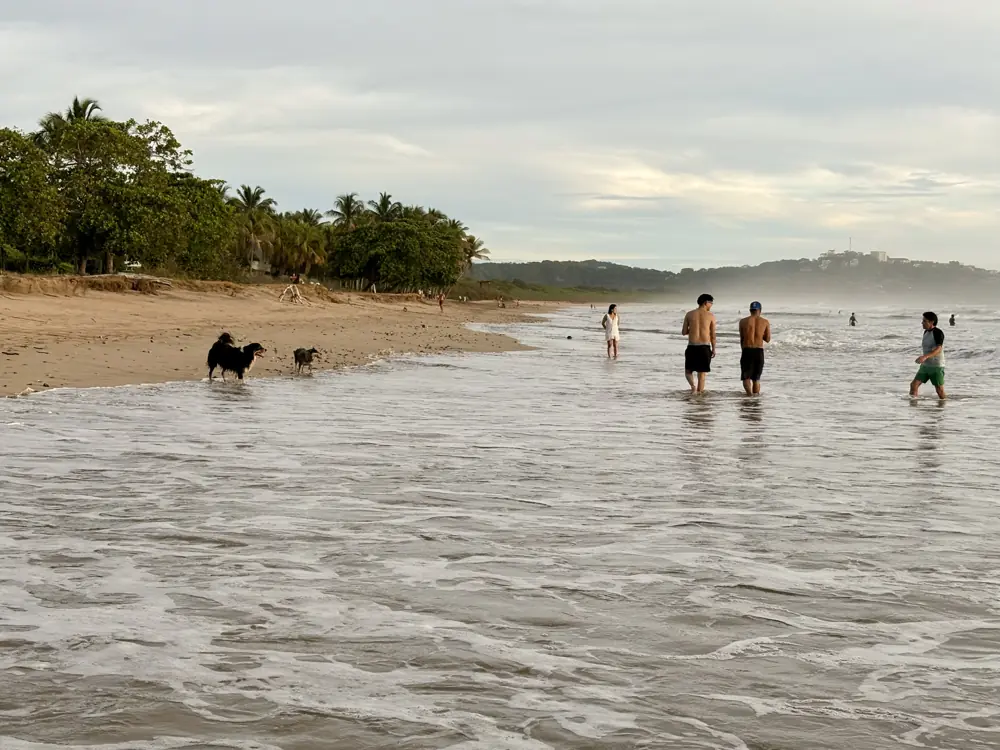 A walk with the dogs at low tide