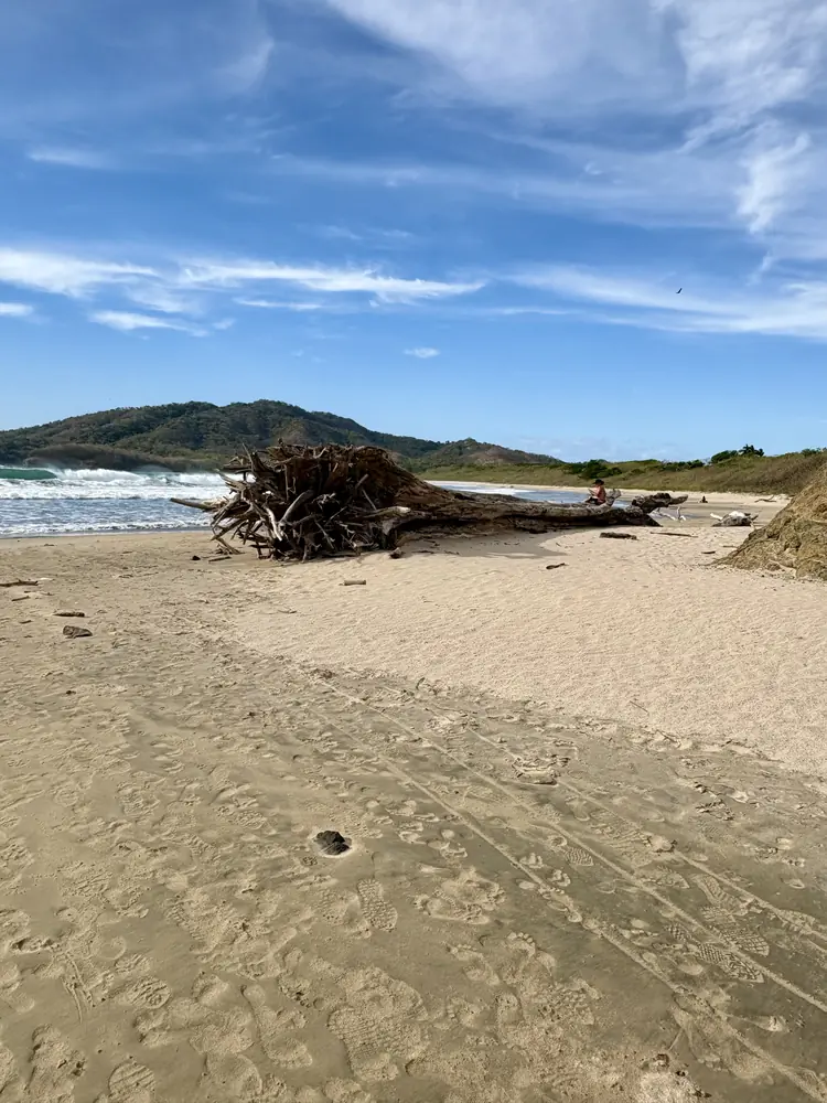 Driftwood and a cloud-streaked sky