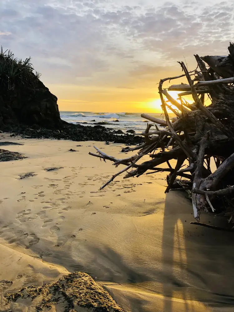 Driftwood and cliffs in the late light
