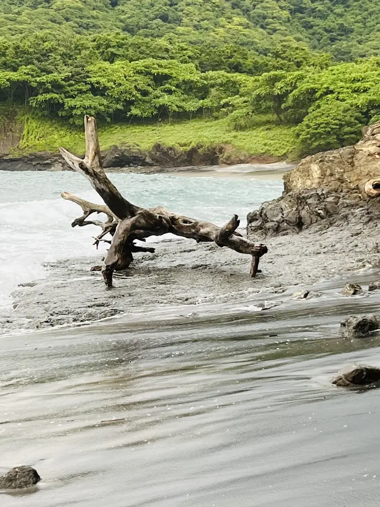 Driftwood below green hills