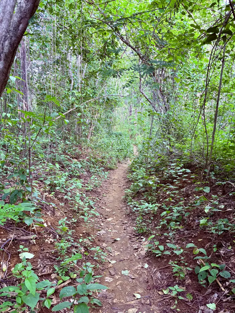 The forest trail from Playa Ventanas to Playa Carbón