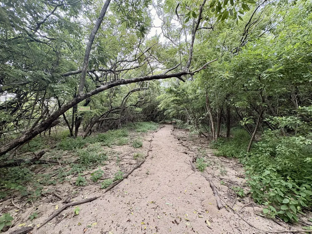 The forested path from the road to the beach