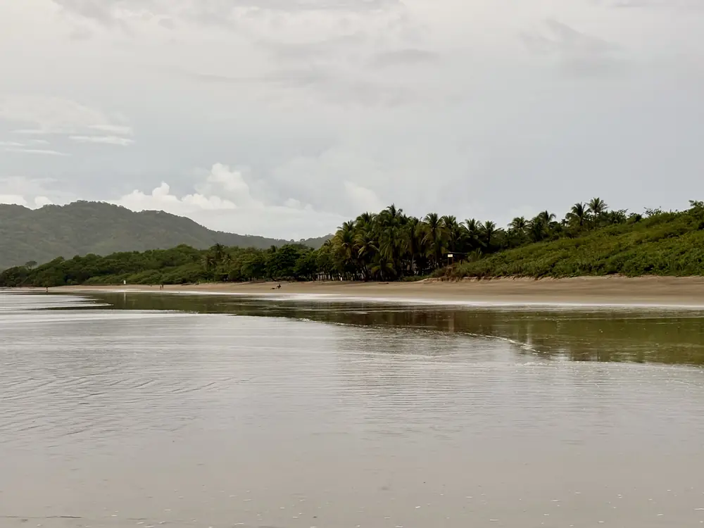 Palms and hills under a soft grey sky