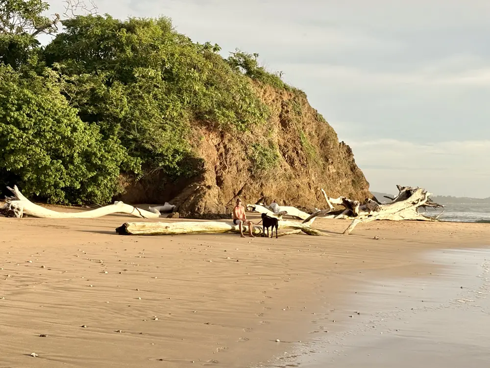 Driftwood under the green headland