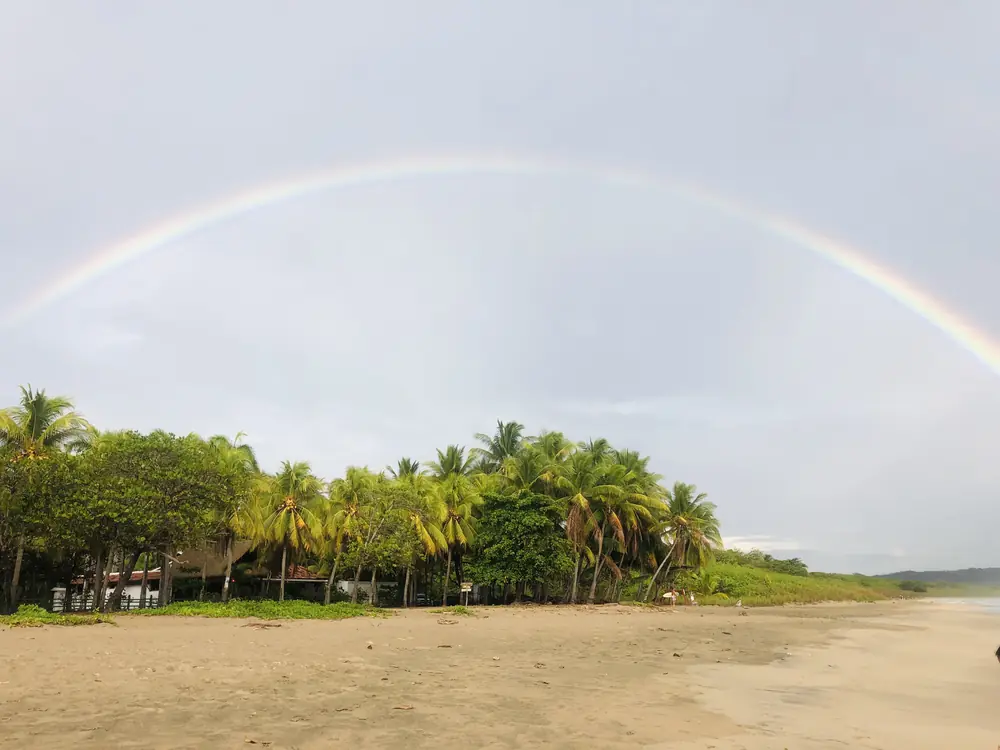 A rainbow over the palms after an afternoon shower