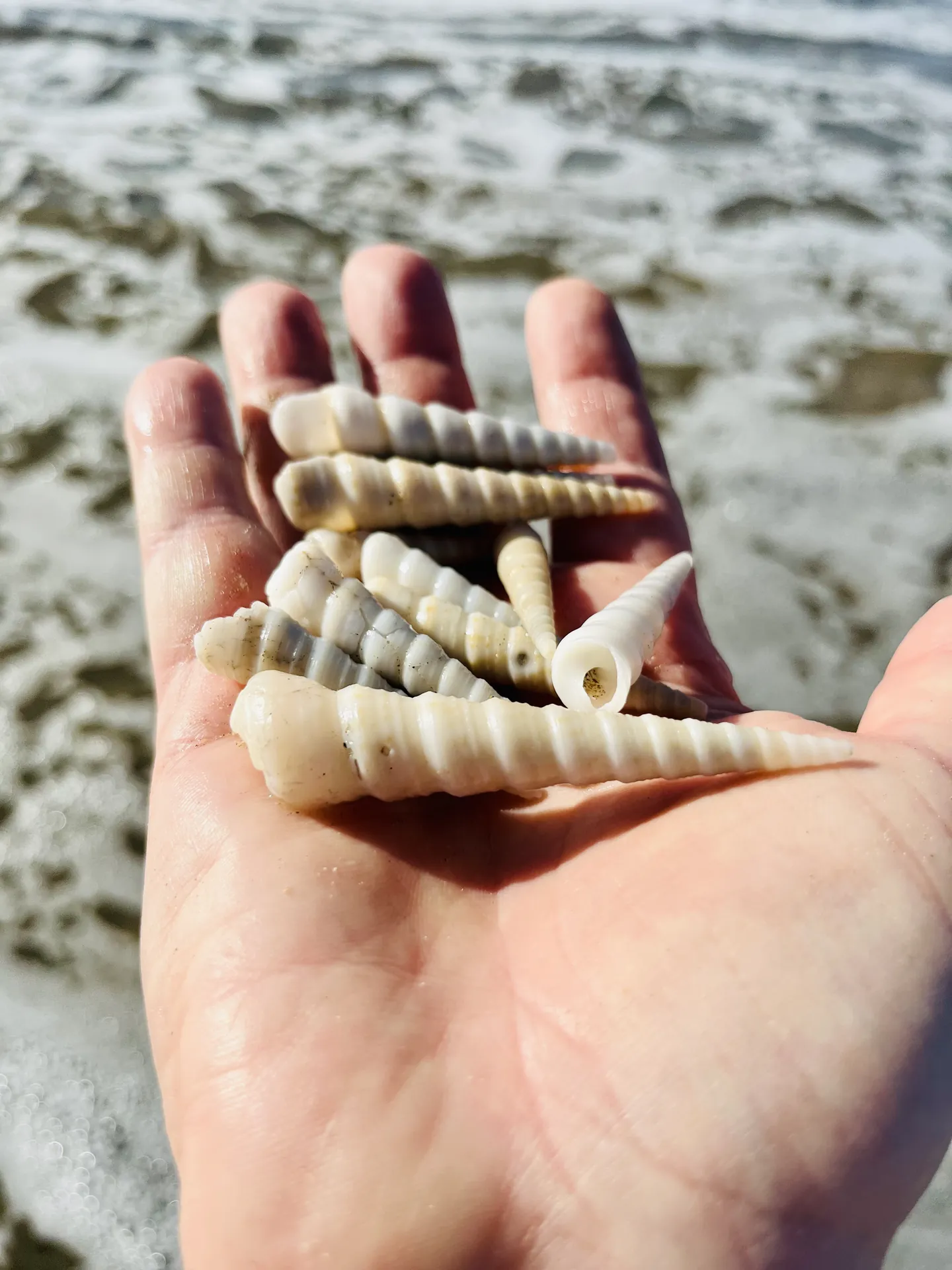 A handful of seashells from the beach